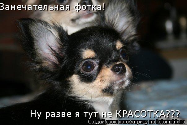 Замечательная фотка! Ну разве я тут не КРАСОТКА???... Котоматрица: Замечательная фотка! Ну разве я тут не КРАСОТКА???