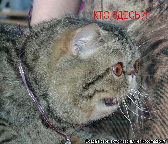 КТО ЗДЕСЬ?!... Котоматрица: КТО ЗДЕСЬ?!