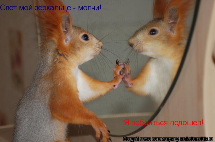 Свет мой зеркальце - молчи! Я побриться подошел!... Котоматрица: Свет мой зеркальце - молчи! Я побриться подошел!