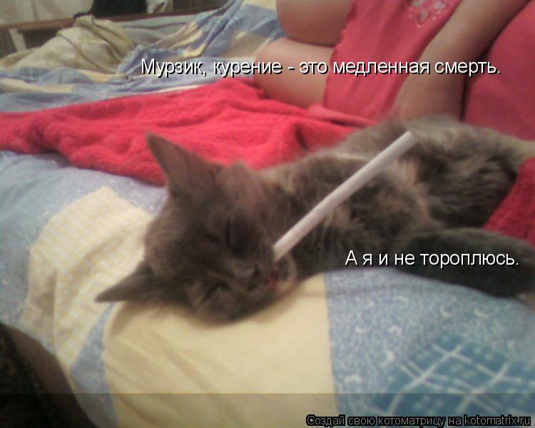 Мурзик, курение - это медленная смерть. А я и не тороплюсь.... Котоматрица: Мурзик, курение - это медленная смерть. А я и не тороплюсь.