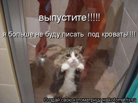 я больше не буду писать под кровать!!!! выпустите!!!!!... Котоматрица: я больше не буду писать под кровать!!!! выпустите!!!!!