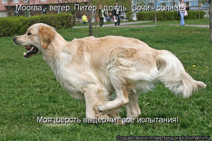 Москва - ветер. Питер - дождь. Сочи - солнце. Моя шерсть выдержит все испытания!... Котоматрица: Москва - ветер. Питер - дождь. Сочи - солнце. Моя шерсть выдержит все испытания!