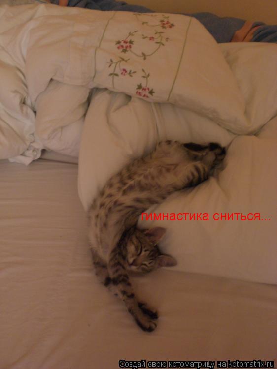 гимнастика сниться...... Котоматрица: гимнастика сниться...