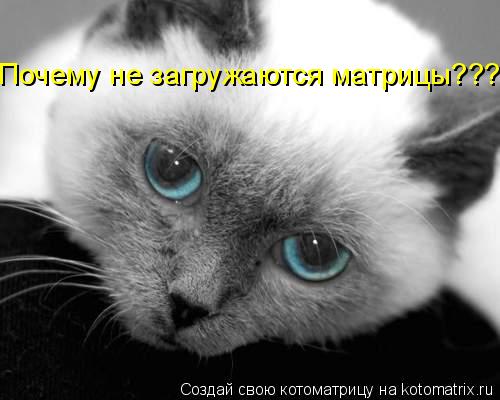 Почему не загружаются матрицы????... Котоматрица: Почему не загружаются матрицы????