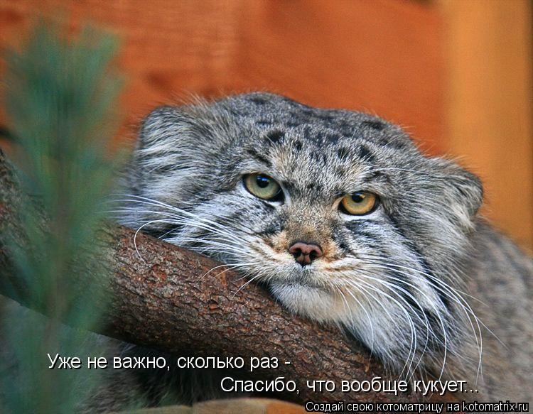 Уже не важно, сколько раз - Спасибо, что вообще кукует...... Котоматрица: Уже не важно, сколько раз - Спасибо, что вообще кукует...