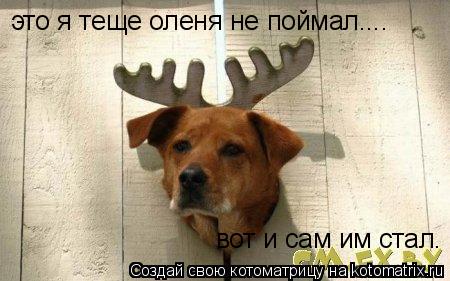 это я теще оленя не поймал.... вот и сам им стал.... Котоматрица: это я теще оленя не поймал.... вот и сам им стал.
