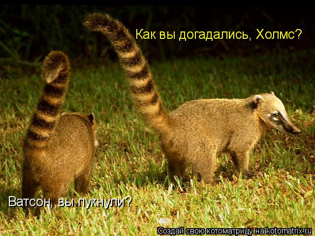 Как вы догадались, Холмс? Ватсон, вы пукнули?... Котоматрица: Как вы догадались, Холмс? Ватсон, вы пукнули?