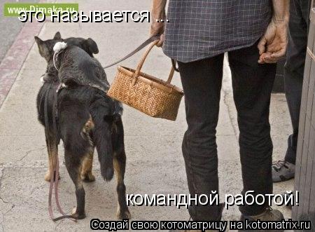 Котоматрица: это называется ... командной работой!