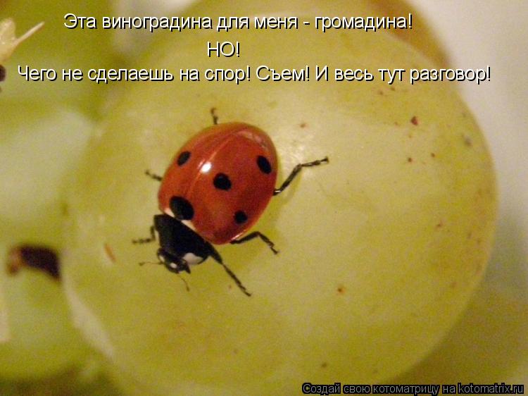 Эта виноградина для меня - громадина! НО! Чего не сделаешь на спор! Съем! И весь тут разговор!... Котоматрица: Эта виноградина для меня - громадина! НО! Чего не сделаешь на спор! Съем! И весь тут разговор!