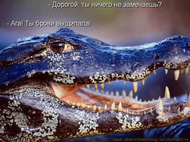 - Ага! Ты брови выщипала! - Дорогой, ты ничего не замечаешь?... Котоматрица: - Ага! Ты брови выщипала! - Дорогой, ты ничего не замечаешь?