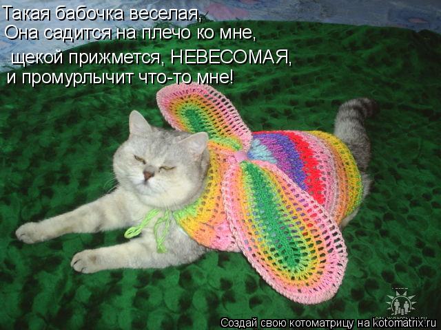 Такая бабочка веселая, Она садится на плечо ко мне, щекой прижмется, НЕВЕСОМАЯ, и промурлычит что-... Котоматрица: Такая бабочка веселая, Она садится на плечо ко мне, щекой прижмется, НЕВЕСОМАЯ, и промурлычит что-то мне!