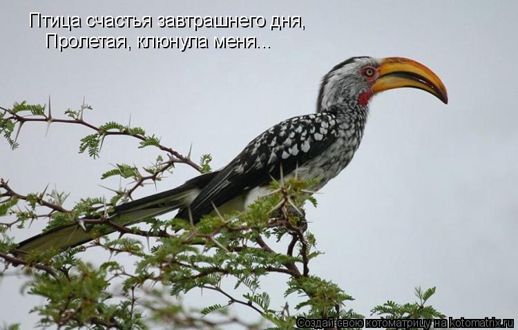 Птица счастья завтрашнего дня, Пролетая, клюнула меня...... Котоматрица: Птица счастья завтрашнего дня, Пролетая, клюнула меня...