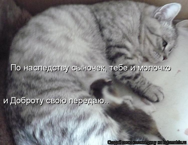 По наследству сыночек, тебе и молочко и Доброту свою передаю..... Котоматрица: По наследству сыночек, тебе и молочко и Доброту свою передаю..