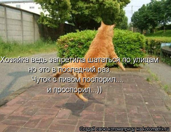 Хозяйка ведь запретила шататься по улицам но это в последний раз. Чуток с пивом поспорил.... и проспо... Котоматрица: Хозяйка ведь запретила шататься по улицам но это в последний раз. Чуток с пивом поспорил.... и проспорил...))