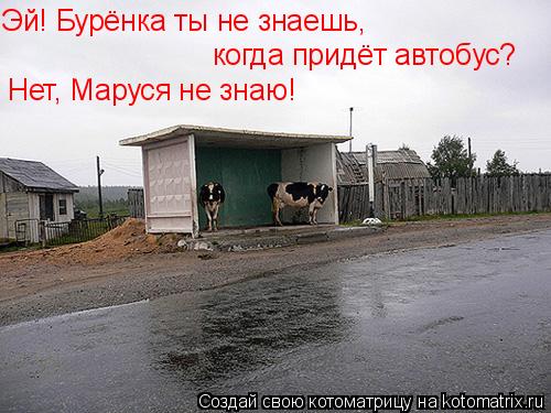 Эй! Бурёнка ты не знаешь, когда придёт автобус? Нет, Маруся не знаю!... Котоматрица: Эй! Бурёнка ты не знаешь, когда придёт автобус? Нет, Маруся не знаю!