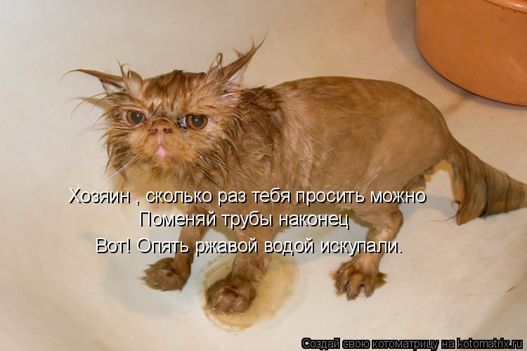 Хозяин , сколько раз тебя просить можно Поменяй трубы наконец Вот! Опять ржавой водой искупали.... Котоматрица: Хозяин , сколько раз тебя просить можно Поменяй трубы наконец Вот! Опять ржавой водой искупали.