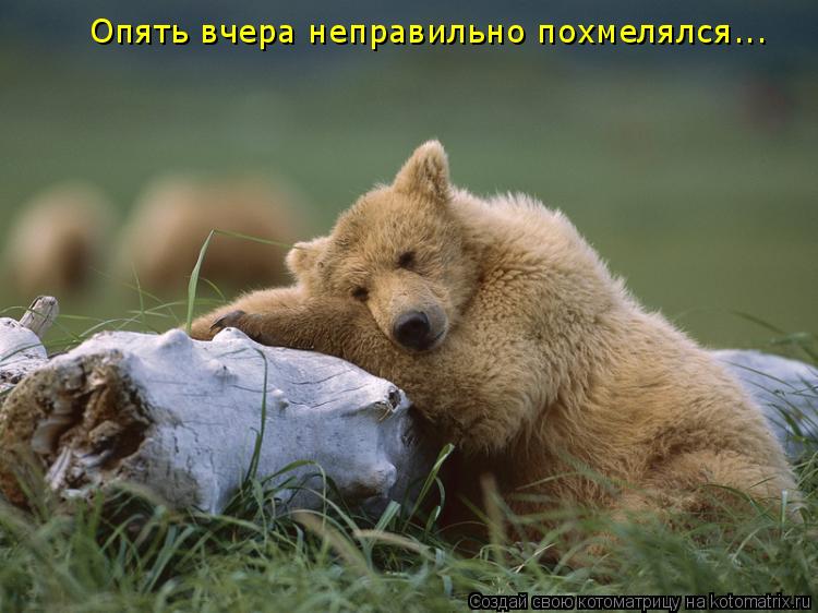 Опять вчера неправильно похмелялся...... Котоматрица: Опять вчера неправильно похмелялся...