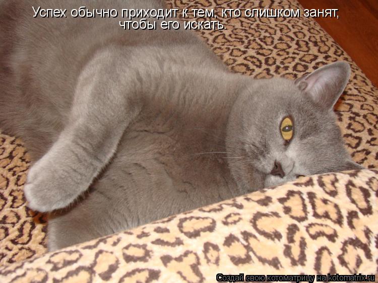 Успех обычно приходит к тем, кто слишком занят, чтобы его искать.... Котоматрица: Успех обычно приходит к тем, кто слишком занят, чтобы его искать.