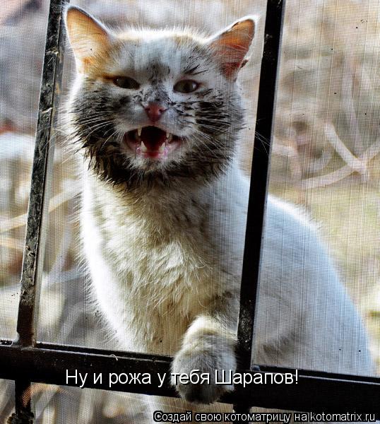 Ну и рожа у тебя Шарапов!... Котоматрица: Ну и рожа у тебя Шарапов!