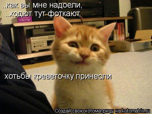 ..как вы мне надоели, ..ходют тут фоткают, хотьбы креветочку принесли... Котоматрица: ..как вы мне надоели, ..ходют тут фоткают, хотьбы креветочку принесли