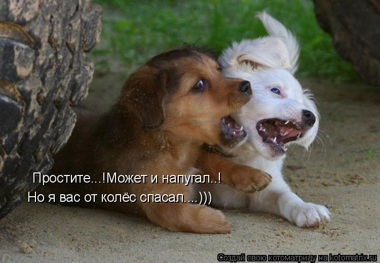 Простите...!Может и напугал..! Но я вас от колёс спасал....)))... Котоматрица: Простите...!Может и напугал..! Но я вас от колёс спасал....)))