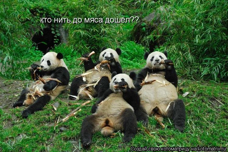 Котоматрица: кто нить до мяса дошёл??