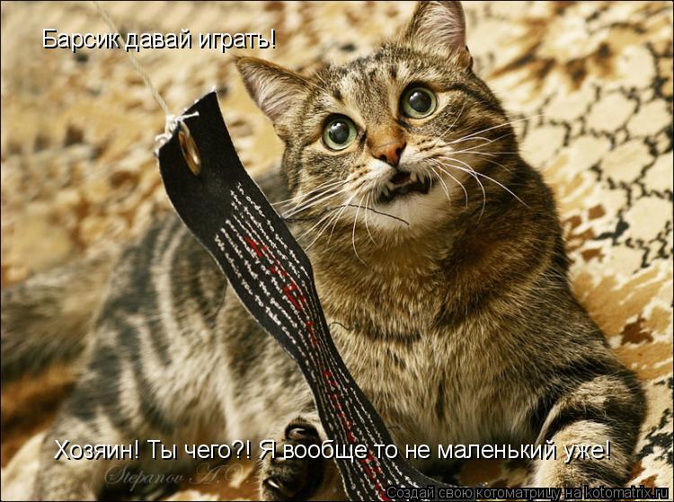 Хозяин! Ты чего?! Я вообще то не маленький уже! Барсик давай играть!... Котоматрица: Хозяин! Ты чего?! Я вообще то не маленький уже! Барсик давай играть!