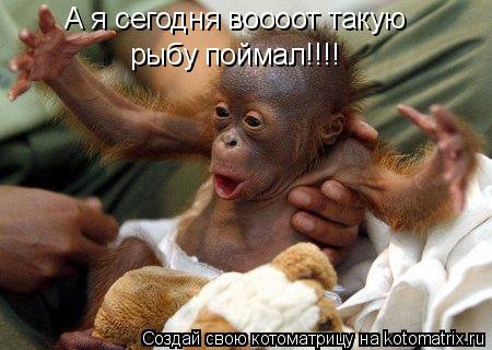 Котоматрица: А я сегодня воооот такую рыбу поймал!!!!