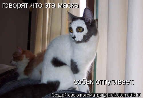 говорят что эта маска собак отпугивает.... Котоматрица: говорят что эта маска собак отпугивает.