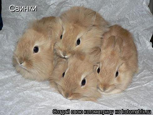 Свинки... Котоматрица: Свинки