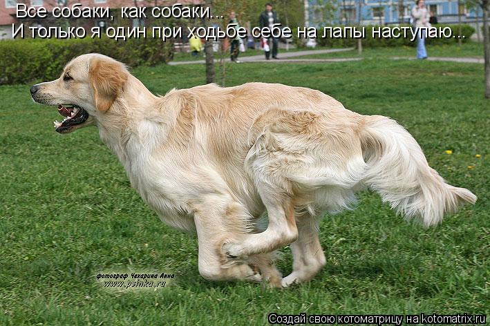 Все собаки, как собаки... И только я один при ходьбе себе на лапы наступаю...... Котоматрица: Все собаки, как собаки... И только я один при ходьбе себе на лапы наступаю...