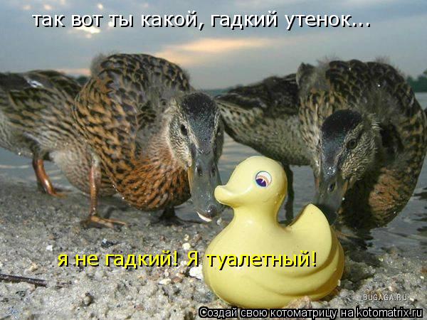 так вот ты какой, гадкий утенок... я не гадкий! Я туалетный!... Котоматрица: так вот ты какой, гадкий утенок... я не гадкий! Я туалетный!