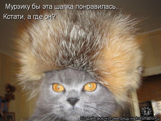 Мурзику бы эта шапка понравилась... Кстати, а где он?... Котоматрица: Мурзику бы эта шапка понравилась... Кстати, а где он?
