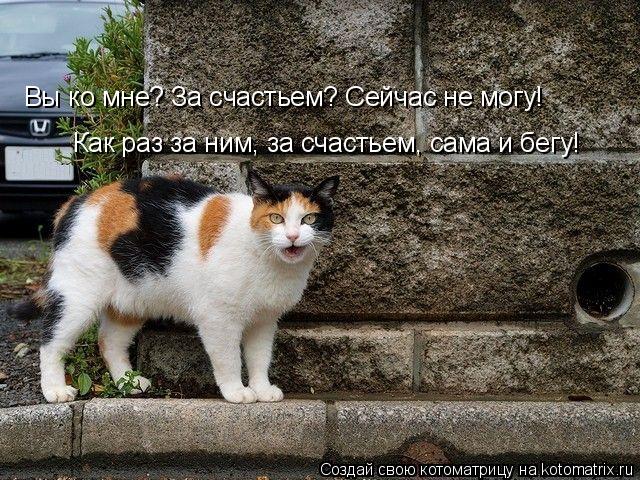 Вы ко мне? За счастьем? Сейчас не могу! Как раз за ним, за счастьем, сама и бегу!... Котоматрица: Вы ко мне? За счастьем? Сейчас не могу! Как раз за ним, за счастьем, сама и бегу!