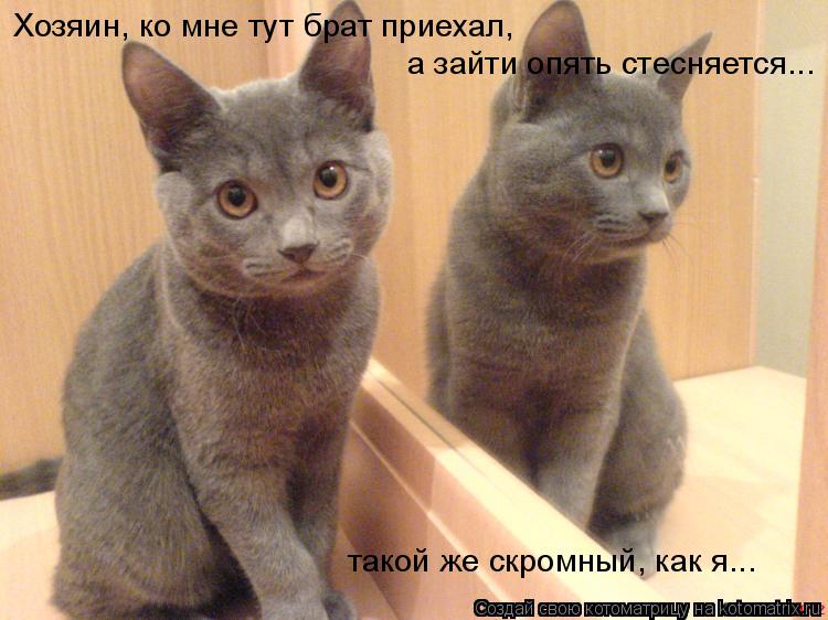 Хозяин, ко мне тут брат приехал, а зайти опять стесняется... такой же скромный, как я...... Котоматрица: Хозяин, ко мне тут брат приехал, а зайти опять стесняется... такой же скромный, как я...