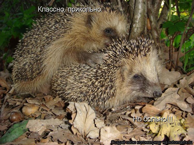 Классно, прикольно… Но больно!!!... Котоматрица: Классно, прикольно… Но больно!!!