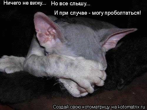 Ничего не вижу... Но все слышу... И при случае - могу проболтаться!... Котоматрица: Ничего не вижу... Но все слышу... И при случае - могу проболтаться!