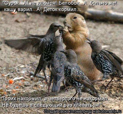 "Сурок...А! не клюйся! Белобок...А ,больно же! кашу варил...А! Деток кормил... Троих накормил, а четв... Котоматрица: "Сурок...А! не клюйся! Белобок...А ,больно же! кашу варил...А! Деток кормил... Троих накормил, а четвертого не накормил, Не будешь в следующий раз к