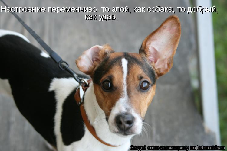 Настроение переменчиво: то злой, как собака, то добрый, как удав.... Котоматрица: Настроение переменчиво: то злой, как собака, то добрый, как удав.