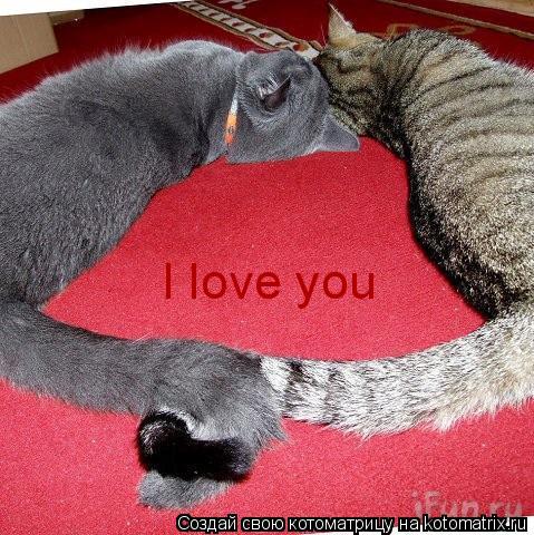 I love you... Котоматрица: I love you