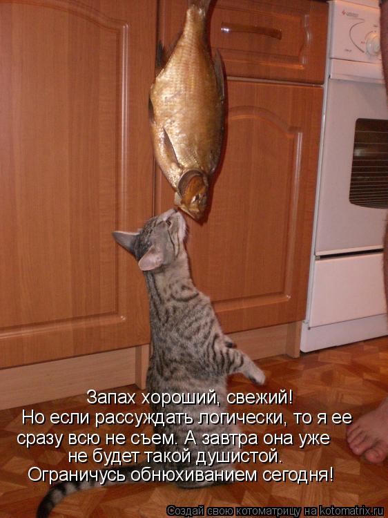 Запах хороший, свежий! Но если рассуждать логически, то я ее сразу всю не съем. А завтра она уже не б... Котоматрица: Запах хороший, свежий! Но если рассуждать логически, то я ее сразу всю не съем. А завтра она уже не будет такой душистой. Ограничусь обнюхива