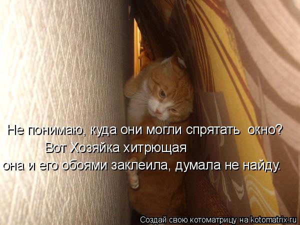 Не понимаю, куда они могли спрятать окно? Вот Хозяйка хитрющая она и его обоями заклеила, думала не ... Котоматрица: Не понимаю, куда они могли спрятать окно? Вот Хозяйка хитрющая она и его обоями заклеила, думала не найду.