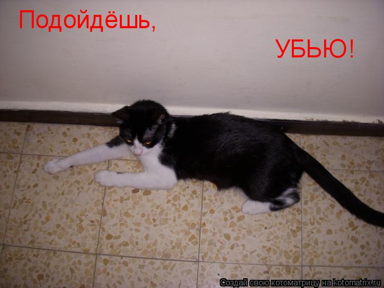 Подойдёшь, УБЬЮ !... Котоматрица: Подойдёшь, УБЬЮ !