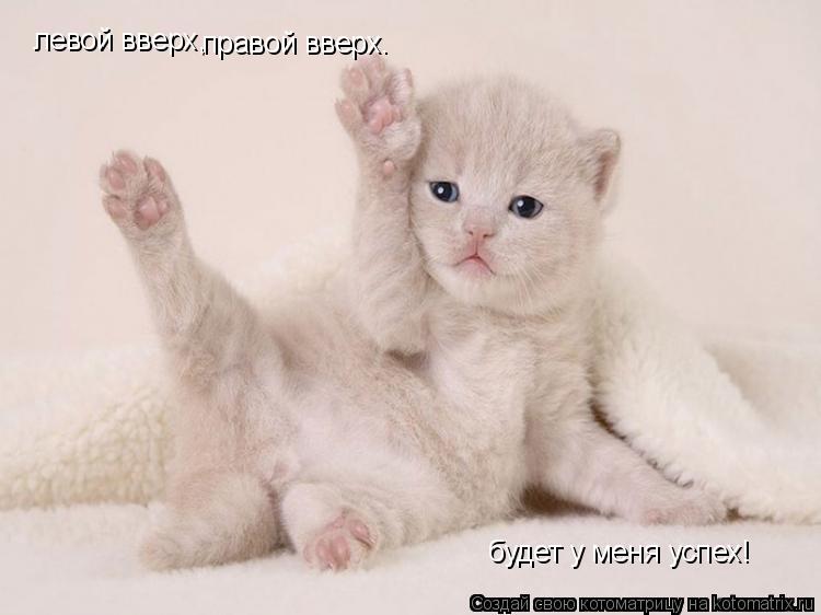 левой вверх, правой вверх. будет у меня успех!... Котоматрица: левой вверх, правой вверх. будет у меня успех!