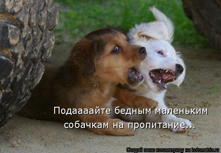 Подаааайте бедным маленьким собачкам на пропитание...... Котоматрица: Подаааайте бедным маленьким собачкам на пропитание...