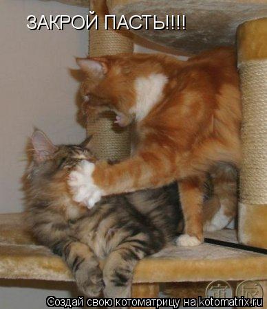 ЗАКРОЙ ПАСТЬ!!!!... Котоматрица: ЗАКРОЙ ПАСТЬ!!!!