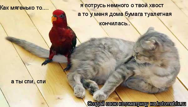 Котоматрица: Как мягенько то.... я потрусь немного о твой хвост а то у меня дома бумага туалетная  кончилась.. а ты спи, спи
