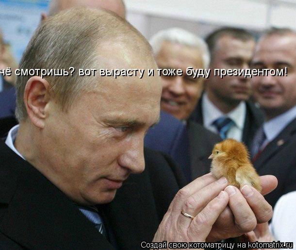 Котоматрица: чё смотришь? вот вырасту и тоже буду президентом!