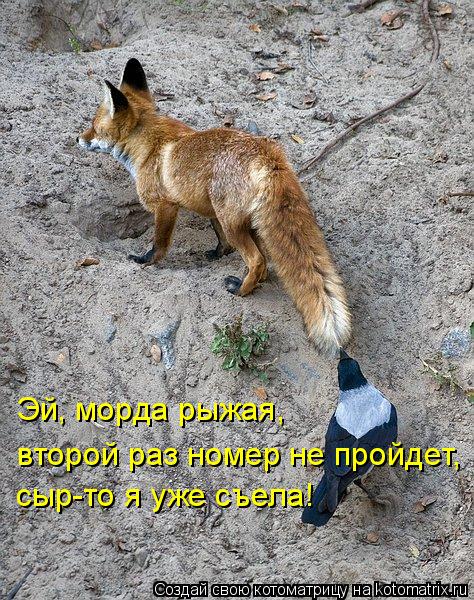 Эй, морда рыжая, второй раз номер не пройдет, сыр-то я уже съела!... Котоматрица: Эй, морда рыжая, второй раз номер не пройдет, сыр-то я уже съела!
