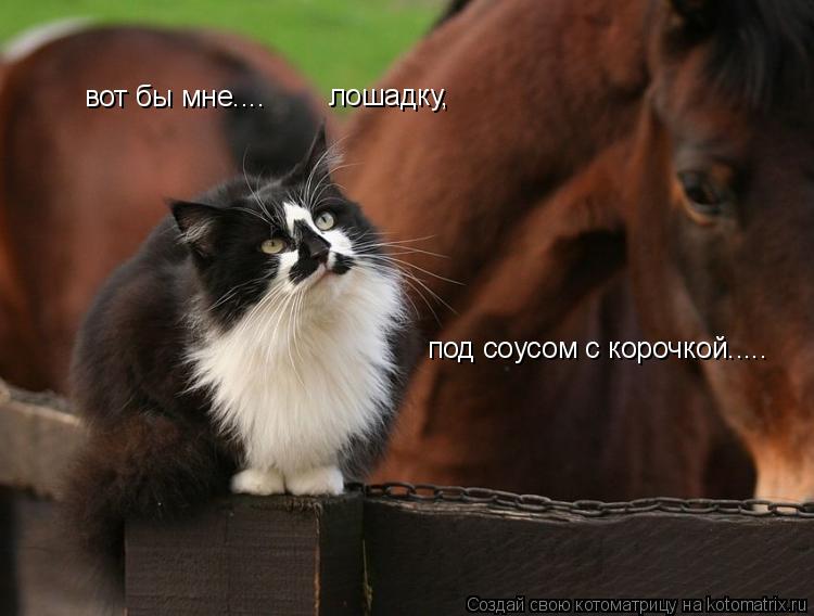 Котоматрица: вот бы мне.... лошадку, под соусом с корочкой.....